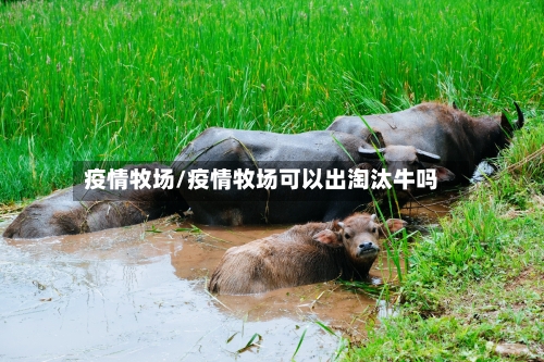 疫情牧场/疫情牧场可以出淘汰牛吗-第3张图片