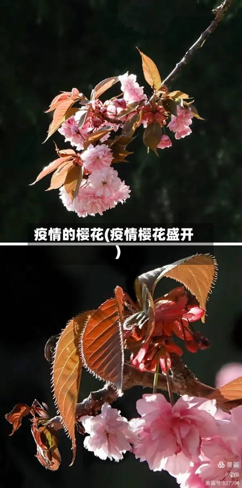 疫情的樱花(疫情樱花盛开)