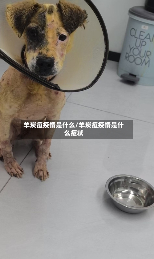 羊炭疽疫情是什么/羊炭疽疫情是什么症状