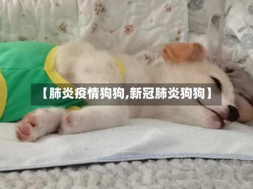 【肺炎疫情狗狗,新冠肺炎狗狗】