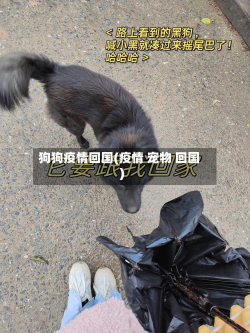 狗狗疫情回国(疫情 宠物 回国)