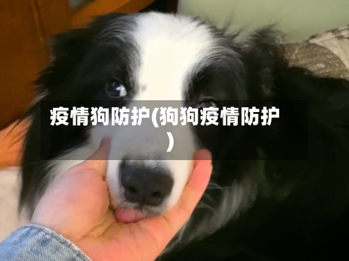 疫情狗防护(狗狗疫情防护)