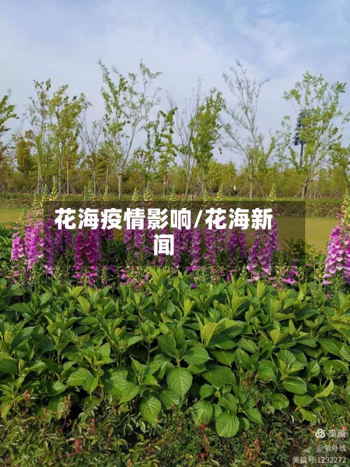 花海疫情影响/花海新闻