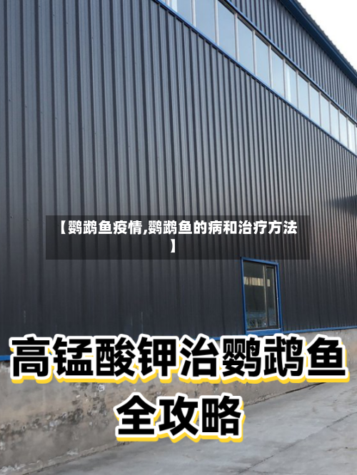【鹦鹉鱼疫情,鹦鹉鱼的病和治疗方法】