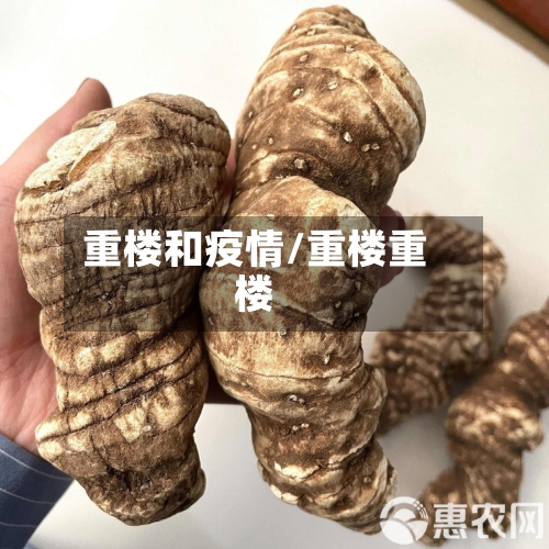 重楼和疫情/重楼重楼