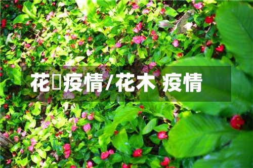 花塆疫情/花木 疫情