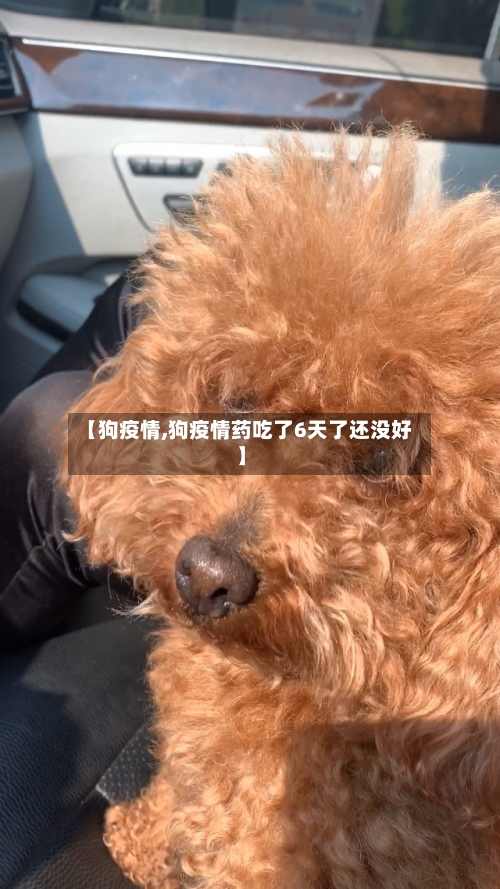 【狗疫情,狗疫情药吃了6天了还没好】