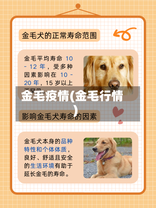 金毛疫情(金毛行情)