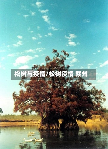 松树与疫情/松树疫情 赣州