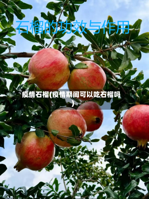 疫情石榴(疫情期间可以吃石榴吗)