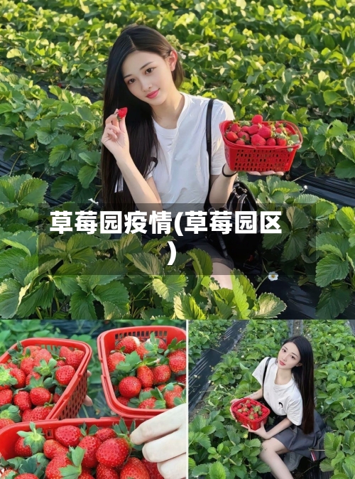 草莓园疫情(草莓园区)