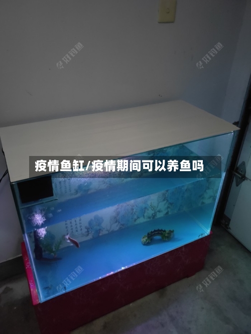 疫情鱼缸/疫情期间可以养鱼吗