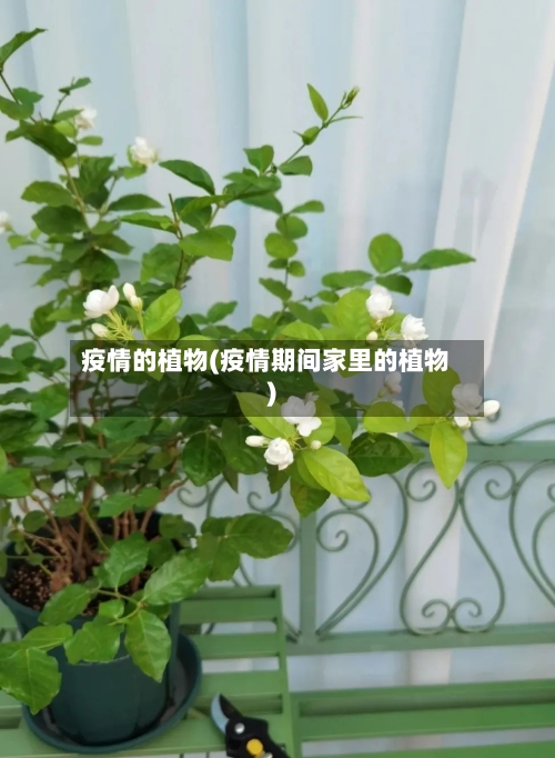 疫情的植物(疫情期间家里的植物)